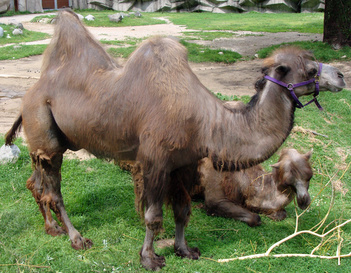 bactrian camels